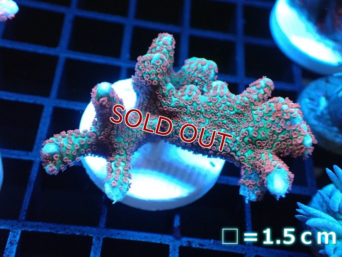 画像1: 【サンゴ】【通販】フラグ エダコモンサンゴ（Red Polyp)（個体販売）No.9（生体）（サンゴ） (1)