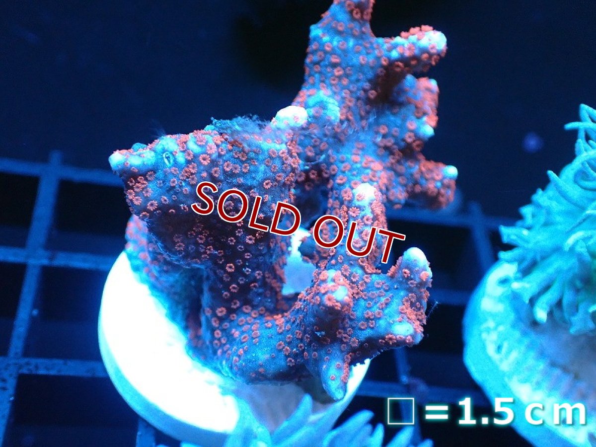 画像1: 【サンゴ】【通販】フラグ エダコモンサンゴ（Red Polyp)（個体販売）No.10（生体）（サンゴ） (1)