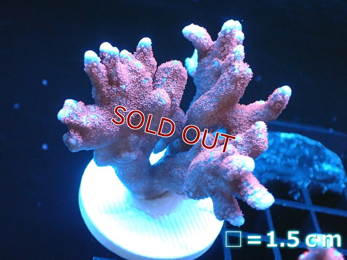 画像1: 【サンゴ】【通販】フラグ エダコモンサンゴ（Red Polyp)（個体販売）No.11（生体）（サンゴ） (1)