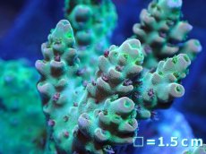 画像2: 【ボーナスセール対象個体　サンゴまとめ買い割り対象商品】 【サンゴ】【通販】フラグ ミドリイシsp. (Green/Orange)（個体販売）No.4（生体）（サンゴ） (2)