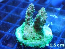画像1: 【ボーナスセール対象個体　サンゴまとめ買い割り対象商品】 【サンゴ】【通販】フラグ ミドリイシsp. (Green/Orange)（個体販売）No.5（生体）（サンゴ） (1)