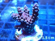 画像1: 【ボーナスセール対象個体　サンゴまとめ買い割り対象商品】 【サンゴ】【通販】フラグ ミドリイシsp. (cherry blossom?)（個体販売）No.6（生体）（サンゴ） (1)