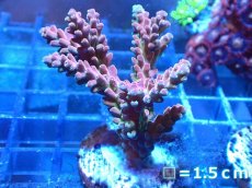 画像1: 【ボーナスセール対象個体　サンゴまとめ買い割り対象商品】 【サンゴ】【通販】フラグ ミドリイシsp. (cherry blossom)（個体販売）No.7（生体）（サンゴ） (1)