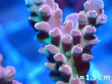 画像2: 【ボーナスセール対象個体　サンゴまとめ買い割り対象商品】 【サンゴ】【通販】フラグ ミドリイシsp. (cherry blossom)（個体販売）No.7（生体）（サンゴ） (2)