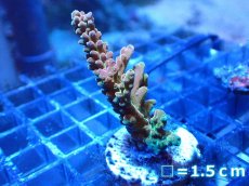 画像1: 【ボーナスセール対象個体　サンゴまとめ買い割り対象商品】 【サンゴ】【通販】フラグ ミドリイシsp. (cherry blossom?)（個体販売）No.8（生体）（サンゴ） (1)