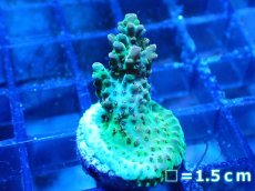 画像1: 【ボーナスセール対象個体　サンゴまとめ買い割り対象商品】 【サンゴ】【通販】フラグ ミドリイシsp. (Green/Orange)（個体販売）No.9（生体）（サンゴ） (1)
