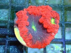 画像1: 【ボーナスセール対象個体　サンゴまとめ買い割り対象商品】 【サンゴ】【通販】フラグ オオタバサンゴ (Red/Purple) （個体販売）No.1（生体）（サンゴ） (1)