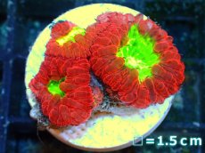 画像1: 【ボーナスセール対象個体　サンゴまとめ買い割り対象商品】 【サンゴ】【通販】フラグ オオタバサンゴ (Red/Green) （個体販売）No.4（生体）（サンゴ） (1)
