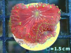 画像1: 【ボーナスセール対象個体　サンゴまとめ買い割り対象商品】 【サンゴ】【通販】フラグ オオタバサンゴ (Red/Green Spot) （個体販売）No.16（生体）（サンゴ） (1)