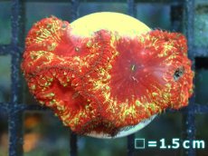 画像1: 【ボーナスセール対象個体　サンゴまとめ買い割り対象商品】 【サンゴ】【通販】フラグ オオタバサンゴ (Red/Yellow) （個体販売）No.32（生体）（サンゴ） (1)