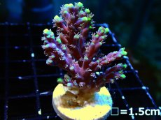 画像1: 【ボーナスセール対象個体　サンゴまとめ買い割り対象商品】 【サンゴ】【通販】フラグ ハリエダミドリイシ(aculeus)(Yellow/Purple)（個体販売）（フラグ28mm)No.1（生体）（サンゴ） (1)