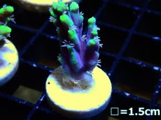 画像1: 【ボーナスセール対象個体　サンゴまとめ買い割り対象商品】 【サンゴ】【通販】フラグ ハリエダミドリイシ(aculeus)(Yellow/Purple)（個体販売）（フラグ20mm)No.2（生体）（サンゴ） (1)