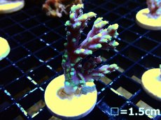 画像1: 【ボーナスセール対象個体　サンゴまとめ買い割り対象商品】 【サンゴ】【通販】フラグ ハリエダミドリイシ(aculeus)(Yellow/Purple)（個体販売）（フラグ28mm)No.3（生体）（サンゴ） (1)