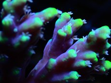 画像2: 【ボーナスセール対象個体　サンゴまとめ買い割り対象商品】 【サンゴ】【通販】フラグ ハリエダミドリイシ(aculeus)(Yellow/Purple)（個体販売）（フラグ28mm)No.3（生体）（サンゴ） (2)