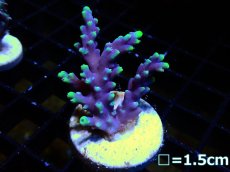 画像1: 【ボーナスセール対象個体　サンゴまとめ買い割り対象商品】 【サンゴ】【通販】フラグ ハリエダミドリイシ(aculeus)(Yellow/Purple)（個体販売）（フラグ28mm)No.4（生体）（サンゴ） (1)