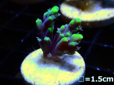 画像1: 【ボーナスセール対象個体　サンゴまとめ買い割り対象商品】 【サンゴ】【通販】フラグ ハリエダミドリイシ(aculeus)(Yellow/Purple)（個体販売）（フラグ20mm)No.5（生体）（サンゴ） (1)