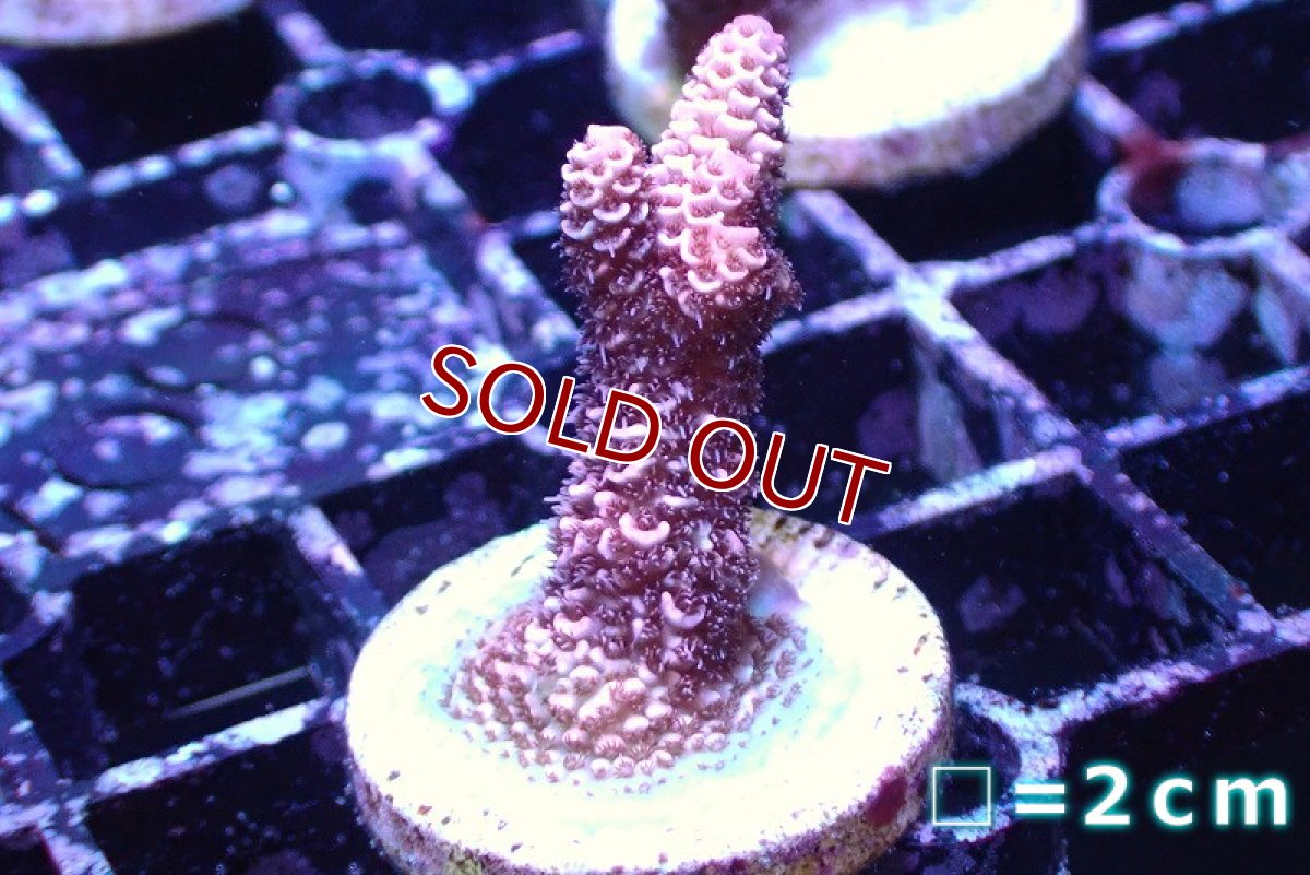 画像1: 【サンゴ】【通販】【オーストラリア産】フラグミドリイシsp. (Millepora/Pink) （個体販売）No.35（生体）（サンゴ） (1)