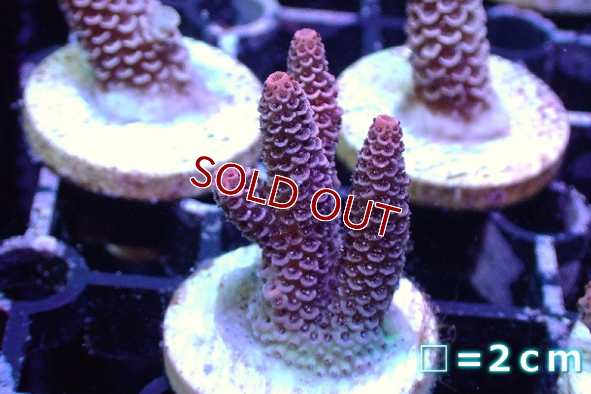 画像1: 【サンゴ】【通販】【オーストラリア産】フラグミドリイシsp. (Millepora/Pink) （個体販売）No.36（生体）（サンゴ） (1)