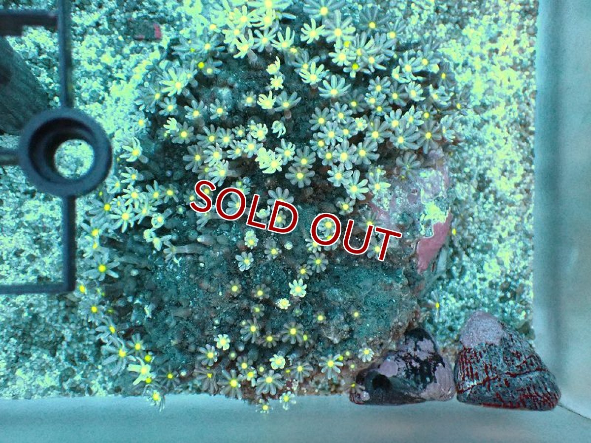 画像1: 【サンゴ】【通販】ブリード ハナヅタsp. (イエローコア）（個体販売）(±8-9ｃｍ）No.1（生体）（サンゴ） (1)