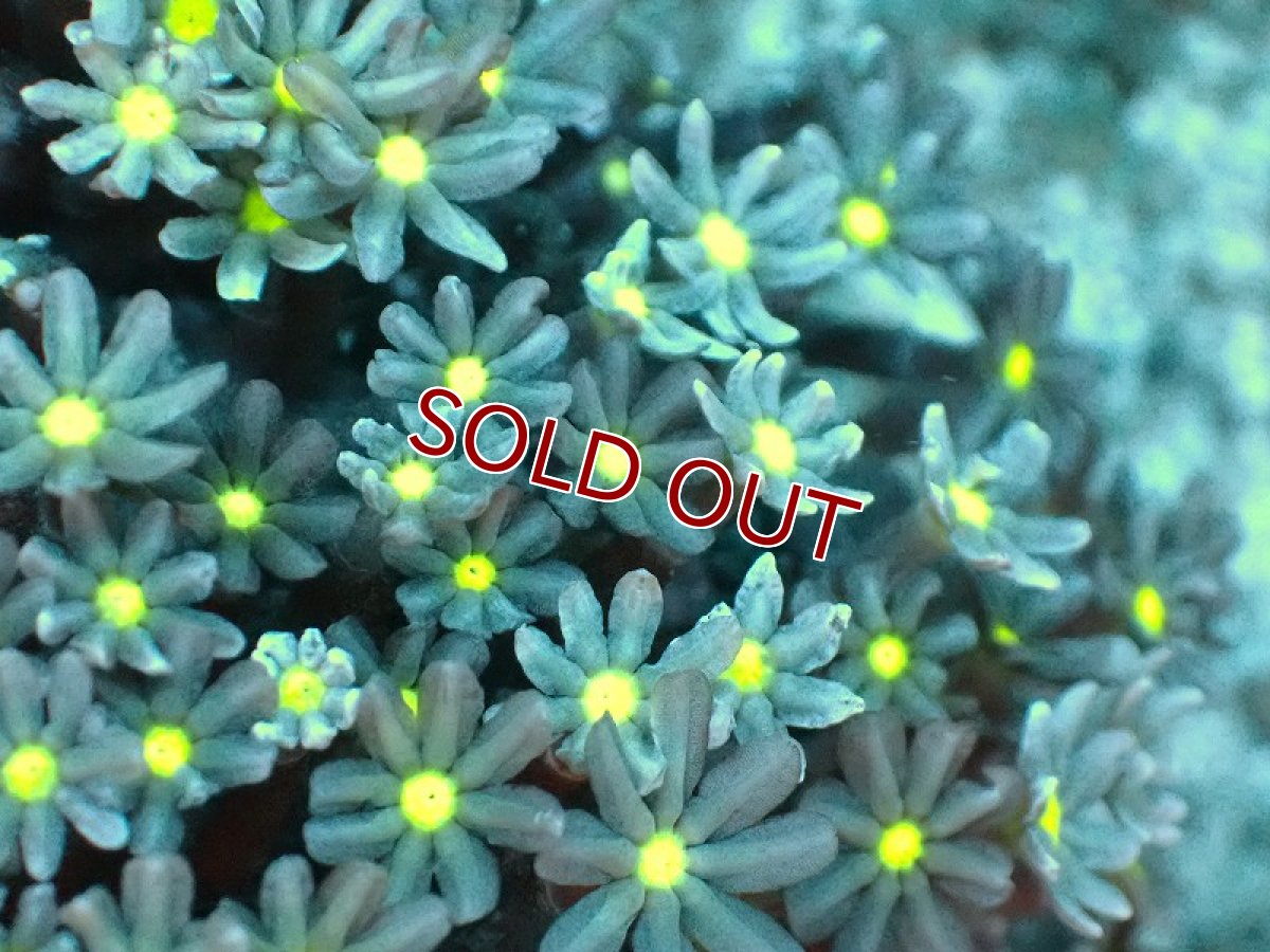 画像2: 【サンゴ】【通販】ブリード ハナヅタsp. (イエローコア）（個体販売）(±8-9ｃｍ）No.1（生体）（サンゴ） (2)