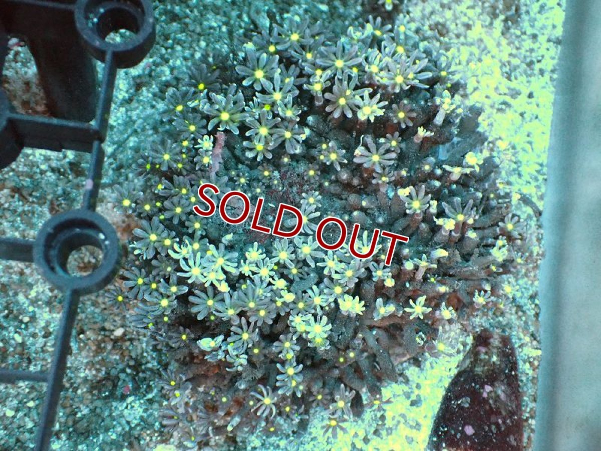 画像1: 【サンゴ】【通販】ブリード ハナヅタsp. (イエローコア）（個体販売）(±8-9ｃｍ）No.2（生体）（サンゴ） (1)