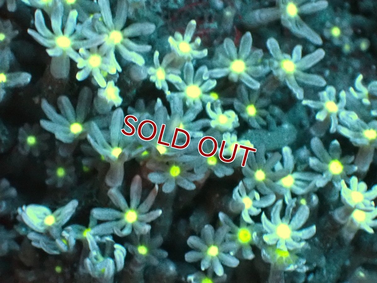 画像2: 【サンゴ】【通販】ブリード ハナヅタsp. (イエローコア）（個体販売）(±8-9ｃｍ）No.2（生体）（サンゴ） (2)