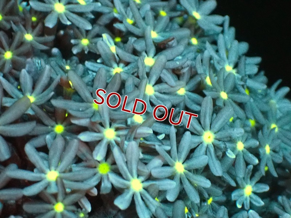 画像2: 【サンゴ】【通販】ブリード ハナヅタsp. (イエローコア）（個体販売）(±8-9ｃｍ）No.3（生体）（サンゴ） (2)