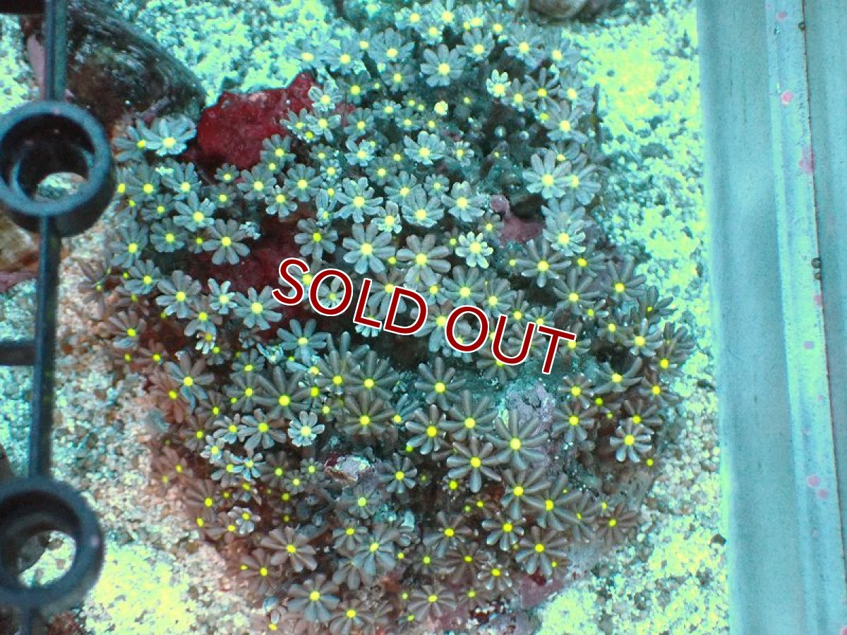 画像1: 【サンゴ】【通販】ブリード ハナヅタsp. (イエローコア）（個体販売）(±8-9ｃｍ）No.4（生体）（サンゴ） (1)