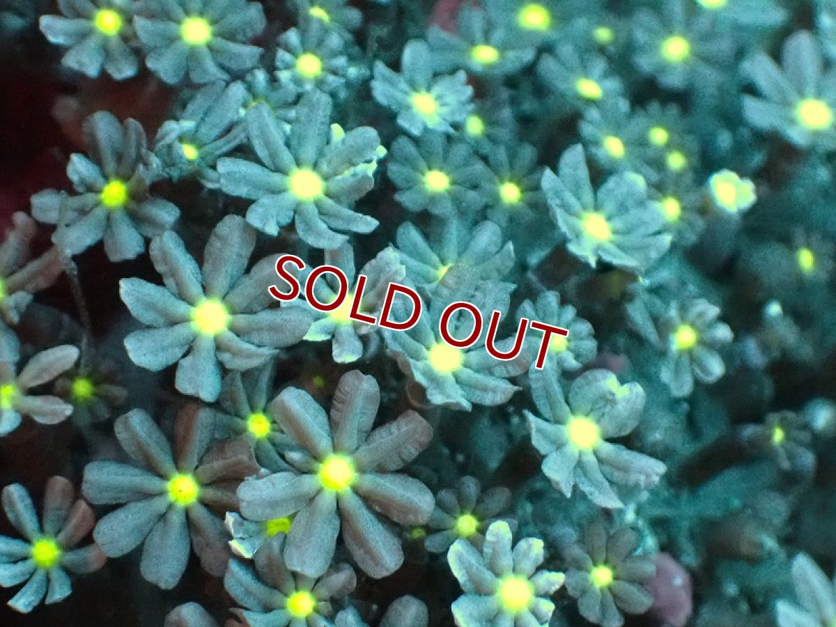 画像2: 【サンゴ】【通販】ブリード ハナヅタsp. (イエローコア）（個体販売）(±8-9ｃｍ）No.4（生体）（サンゴ） (2)