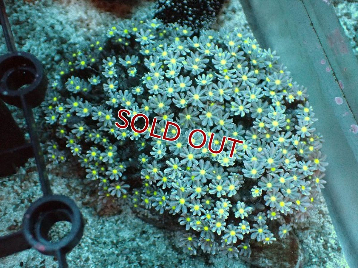 画像1: 【サンゴ】【通販】ブリード ハナヅタsp. (イエローコア）（個体販売）(±8-9ｃｍ）No.5（生体）（サンゴ） (1)