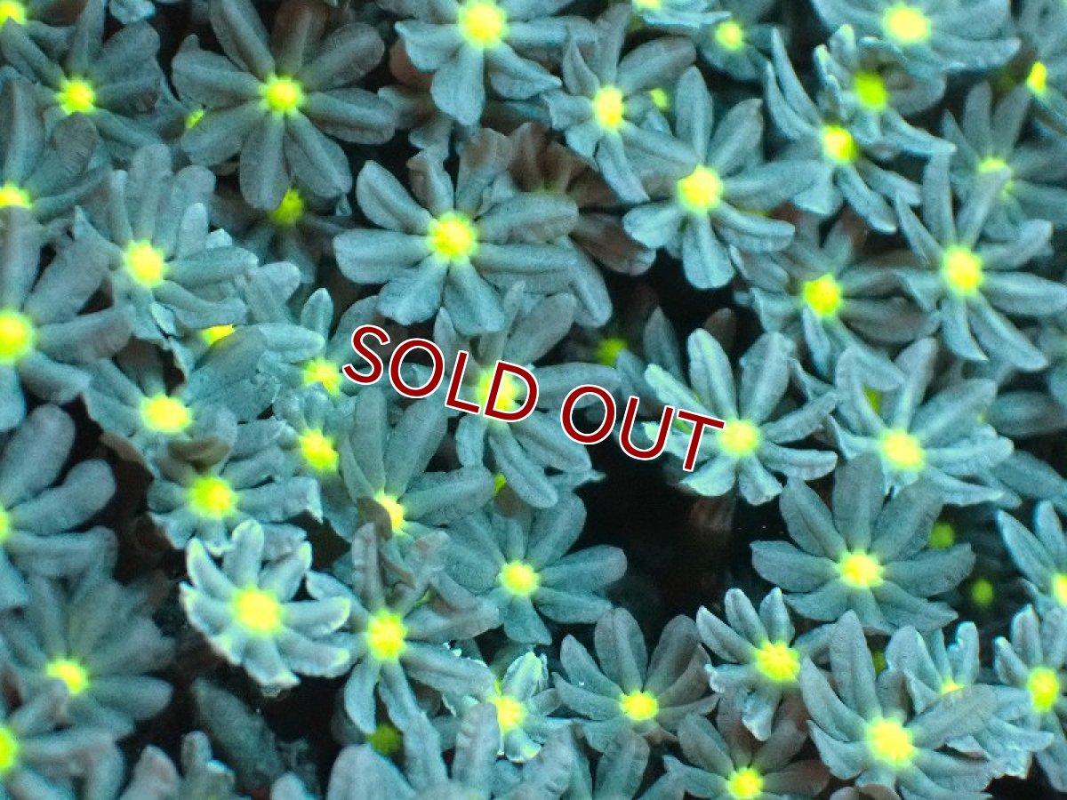 画像2: 【サンゴ】【通販】ブリード ハナヅタsp. (イエローコア）（個体販売）(±8-9ｃｍ）No.5（生体）（サンゴ） (2)