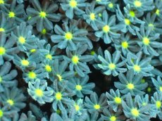 画像2: 【サンゴ】【通販】ブリード ハナヅタsp. (イエローコア）（個体販売）(±8-9ｃｍ）No.5（生体）（サンゴ） (2)