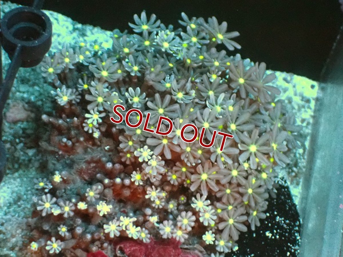 画像1: 【サンゴ】【通販】ブリード ハナヅタsp. (イエローコア）（個体販売）(±8-9ｃｍ）No.6（生体）（サンゴ） (1)