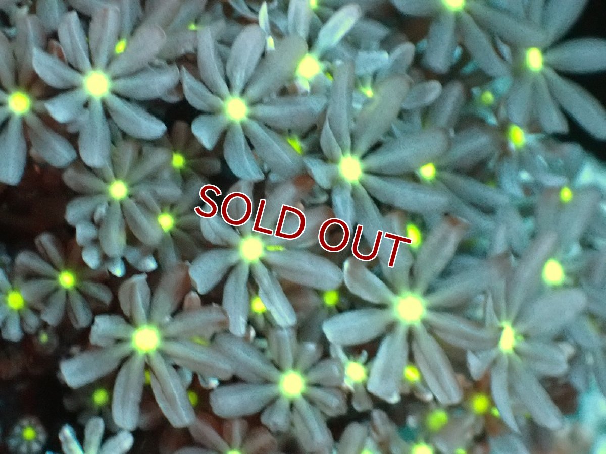 画像2: 【サンゴ】【通販】ブリード ハナヅタsp. (イエローコア）（個体販売）(±8-9ｃｍ）No.6（生体）（サンゴ） (2)