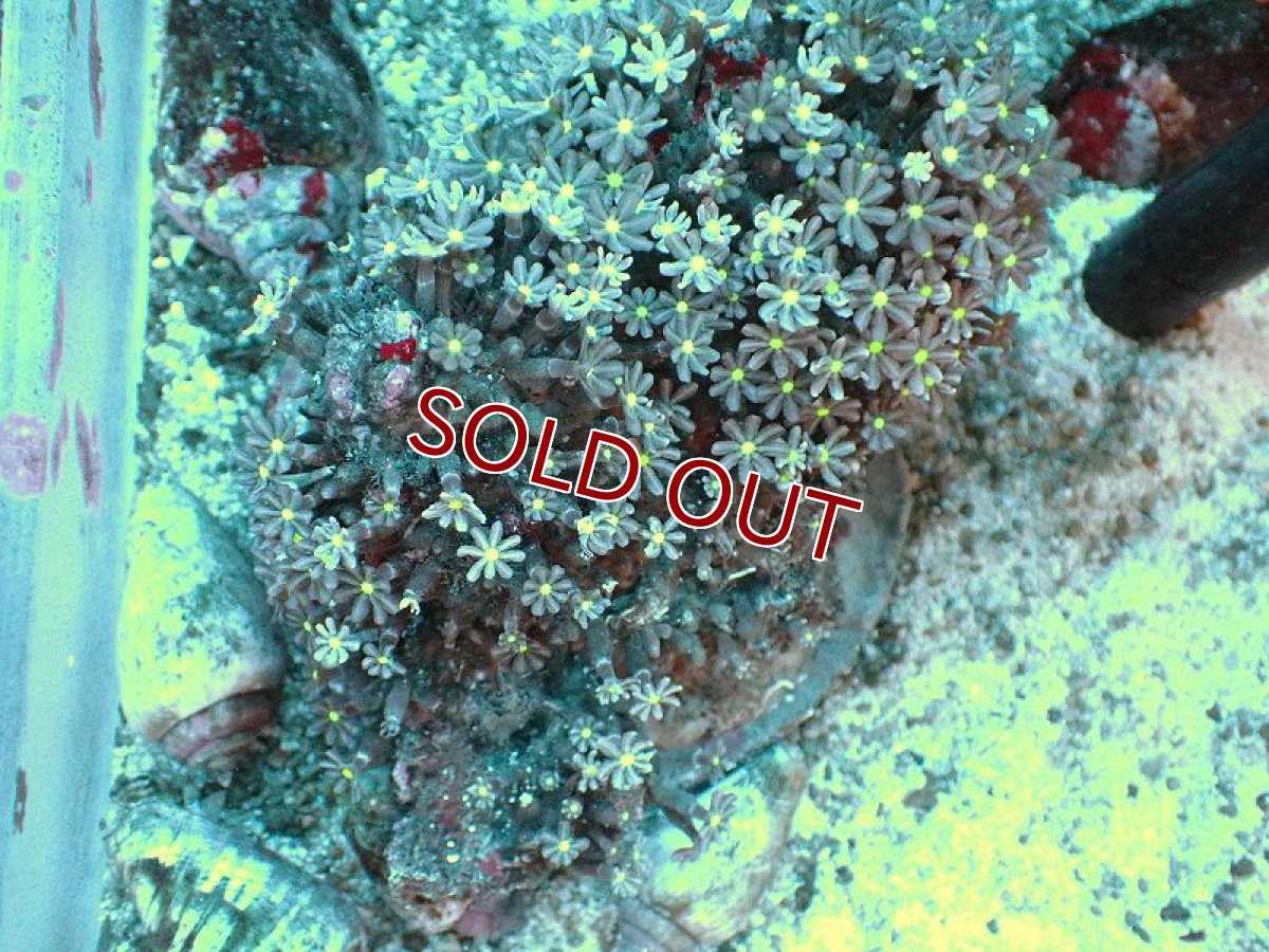 画像1: 【サンゴ】【通販】ブリード ハナヅタsp. (イエローコア）（個体販売）(±8-9ｃｍ）No.7（生体）（サンゴ） (1)