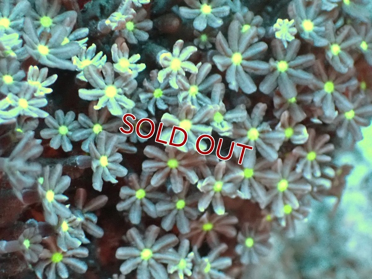 画像2: 【サンゴ】【通販】ブリード ハナヅタsp. (イエローコア）（個体販売）(±8-9ｃｍ）No.7（生体）（サンゴ） (2)