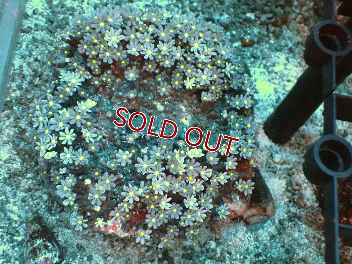 画像1: 【サンゴ】【通販】ブリード ハナヅタsp. (イエローコア）（個体販売）(±8-9ｃｍ）No.8（生体）（サンゴ） (1)