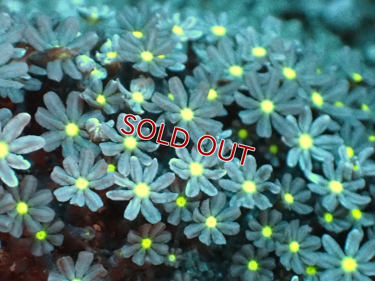 画像2: 【サンゴ】【通販】ブリード ハナヅタsp. (イエローコア）（個体販売）(±8-9ｃｍ）No.8（生体）（サンゴ） (2)