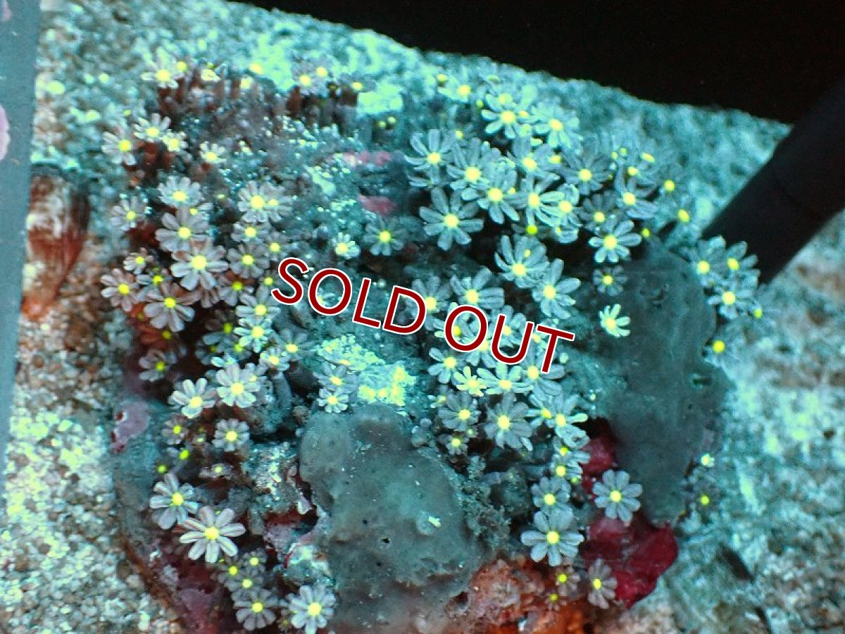 画像1: 【サンゴ】【通販】ブリード ハナヅタsp. (イエローコア）（個体販売）(±8-9ｃｍ）No.9（生体）（サンゴ） (1)