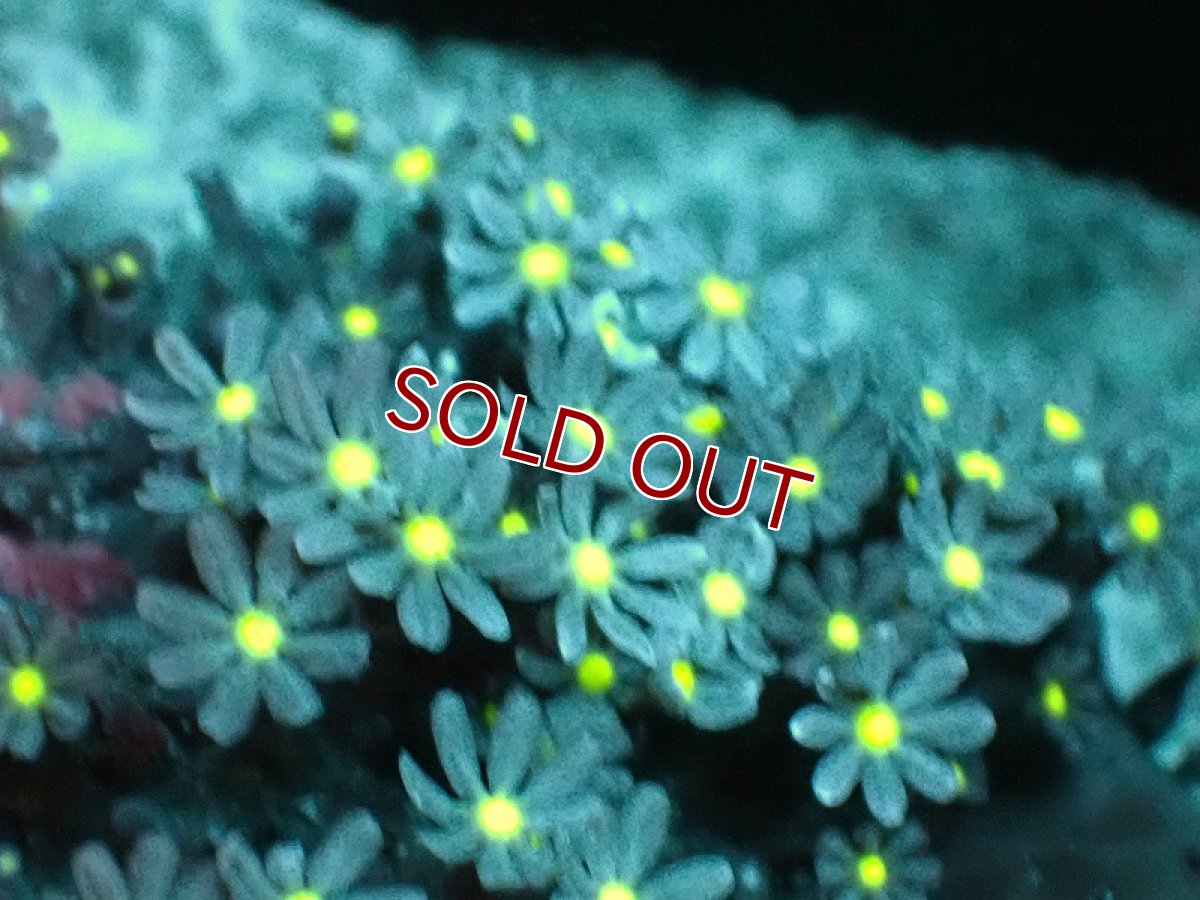 画像2: 【サンゴ】【通販】ブリード ハナヅタsp. (イエローコア）（個体販売）(±8-9ｃｍ）No.9（生体）（サンゴ） (2)