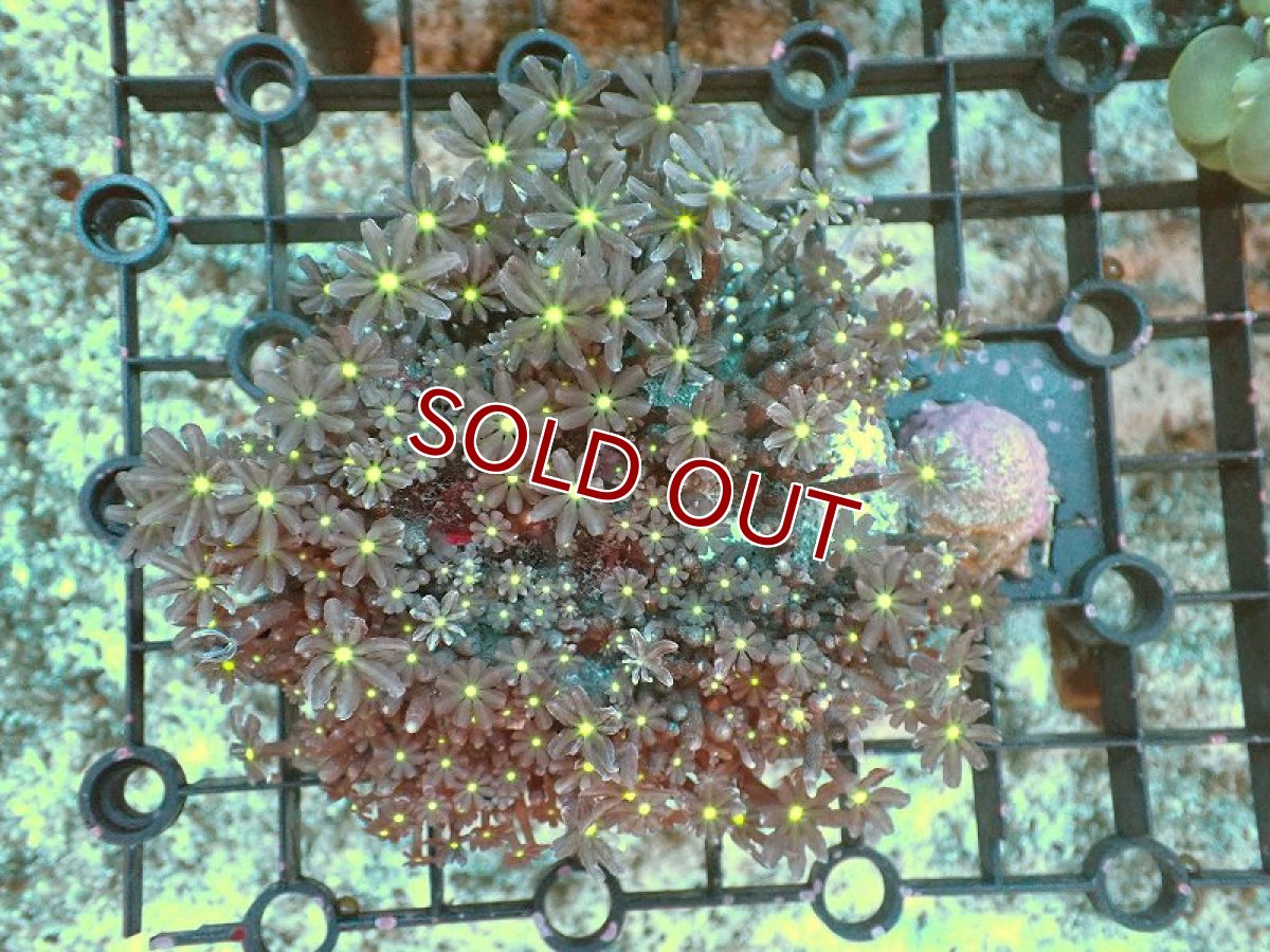 画像1: 【サンゴ】【通販】ブリード ハナヅタsp.（イエローコア)（個体販売）No.10（生体）（サンゴ） (1)