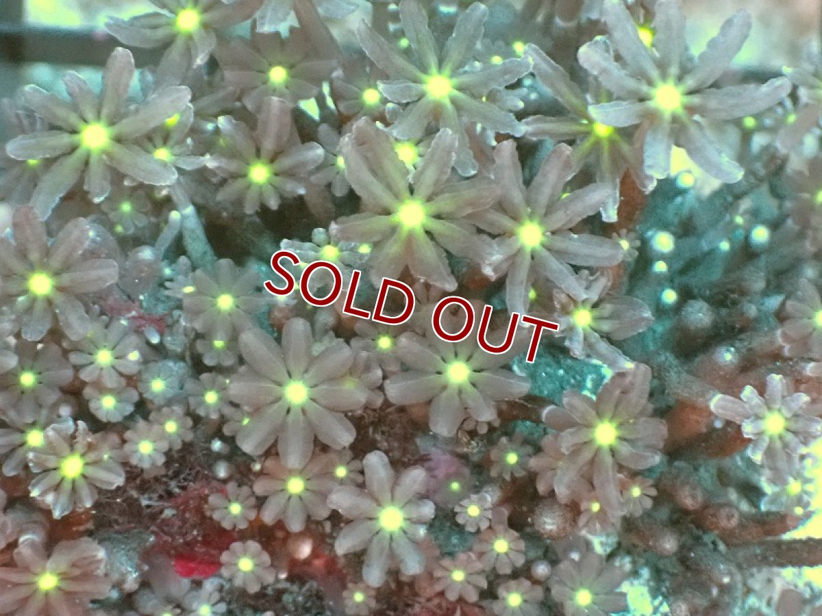 画像2: 【サンゴ】【通販】ブリード ハナヅタsp.（イエローコア)（個体販売）No.10（生体）（サンゴ） (2)