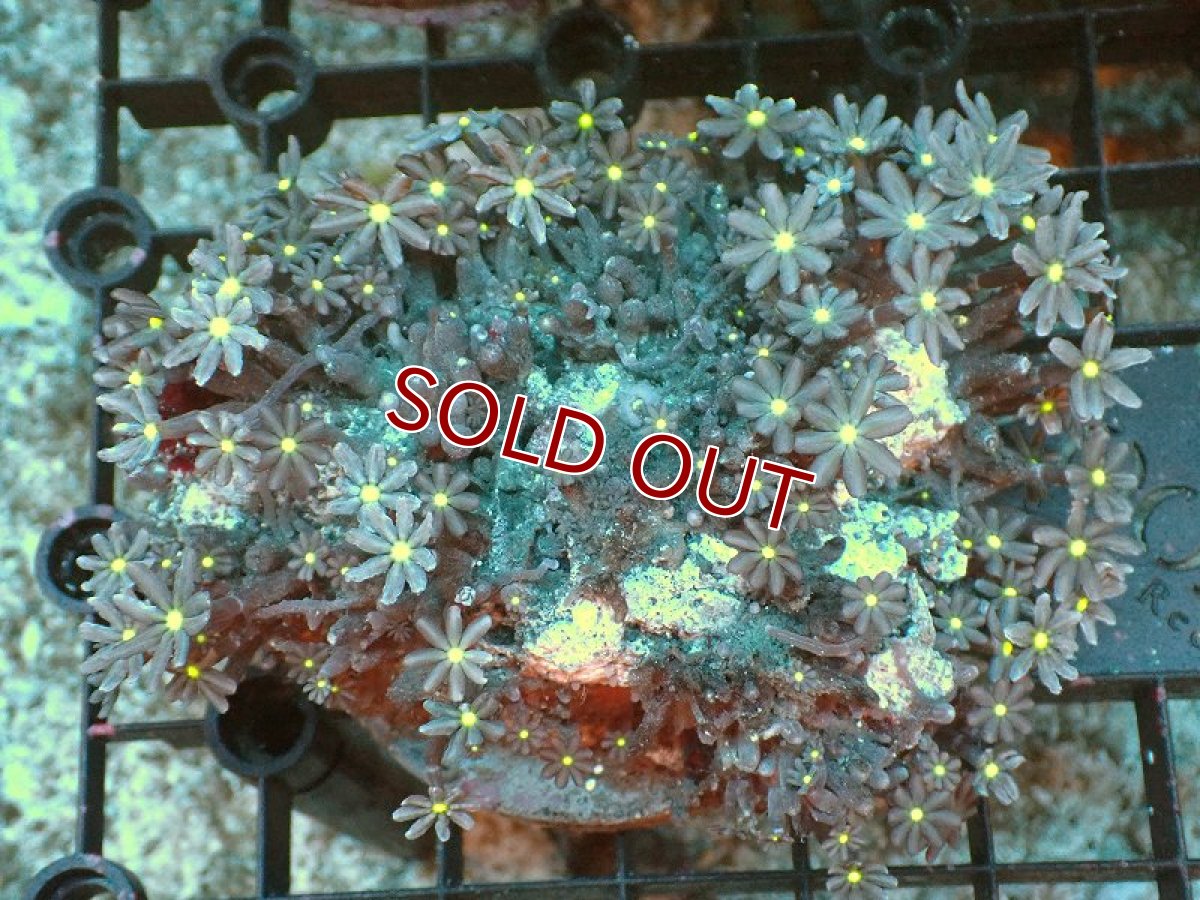 画像1: 【サンゴ】【通販】ブリード ハナヅタsp.（イエローコア)（個体販売）No.11（生体）（サンゴ） (1)