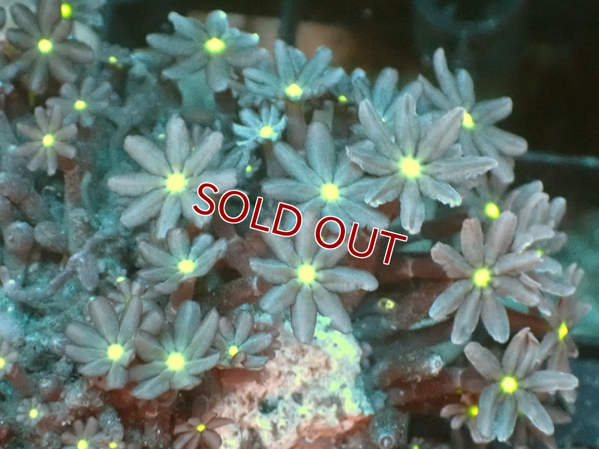 画像2: 【サンゴ】【通販】ブリード ハナヅタsp.（イエローコア)（個体販売）No.11（生体）（サンゴ） (2)