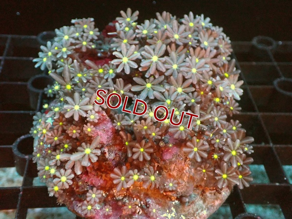 画像1: 【サンゴ】【通販】ブリード ハナヅタsp.（イエローコア)（個体販売）No.12（生体）（サンゴ） (1)