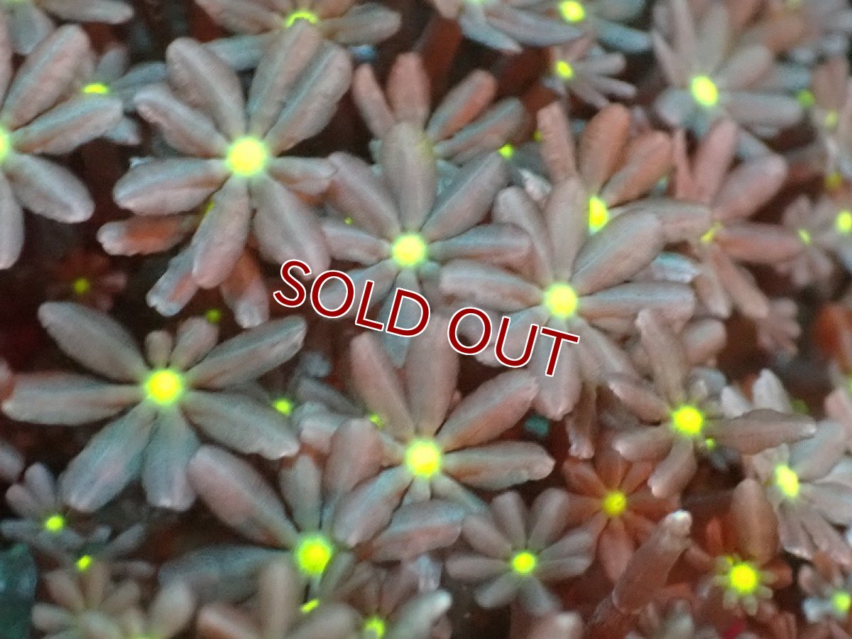 画像2: 【サンゴ】【通販】ブリード ハナヅタsp.（イエローコア)（個体販売）No.12（生体）（サンゴ） (2)