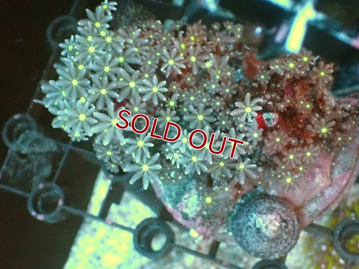 画像1: 【サンゴ】【通販】ブリード ハナヅタsp.（イエローコア)（個体販売）No.13（生体）（サンゴ） (1)