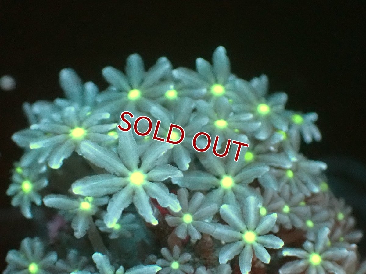 画像2: 【サンゴ】【通販】ブリード ハナヅタsp.（イエローコア)（個体販売）No.13（生体）（サンゴ） (2)