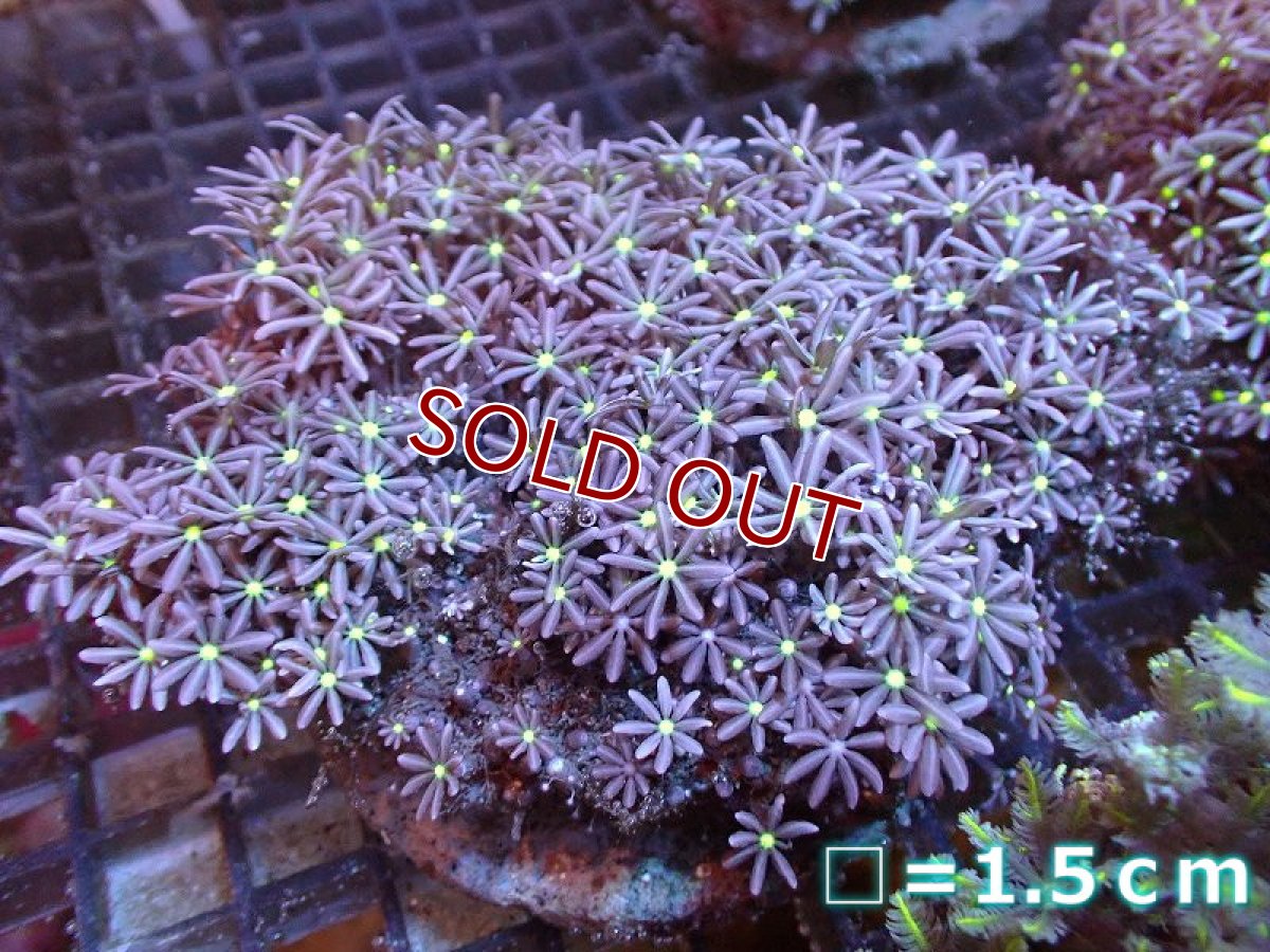 画像1: 【サンゴ】【通販】ブリードハナヅタsp. (イエローコア）（個体販売）No.1（生体）（サンゴ） (1)