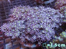 画像1: 【サンゴまとめ買い割引き10％〜20%OFF対象商品】【サンゴ】【通販】ブリードハナヅタsp. (イエローコア）（個体販売）No.1（生体）（サンゴ） (1)